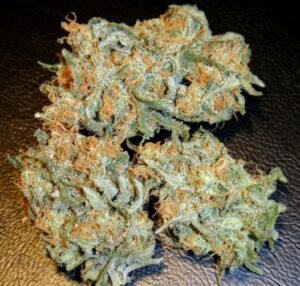 Buy Aurora Indica