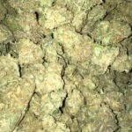 Grand Daddy Purple