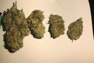 Critical Kush