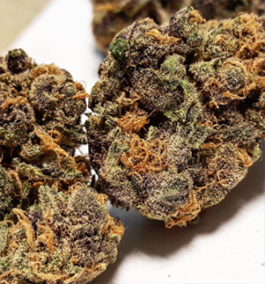Purple Diesel